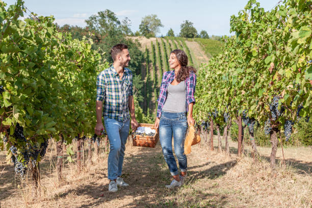 couple of young winemakers picking bunches of grapes in the vineyard stock photo