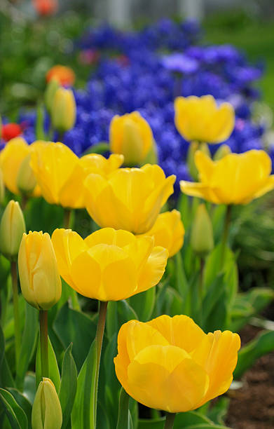 istock Burst of Color 147293528