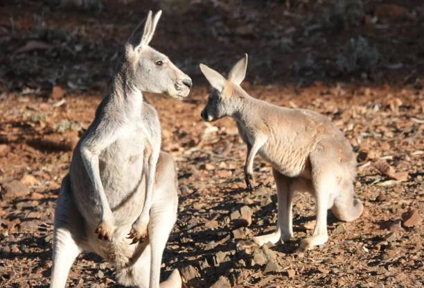 istock Mother and Joey 1472935316