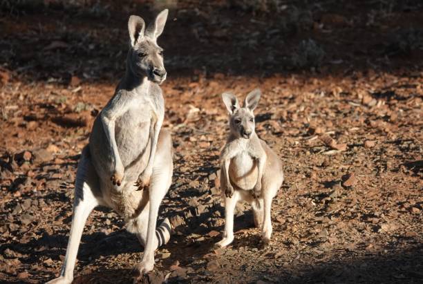 istock Mother and Joey 1472935323