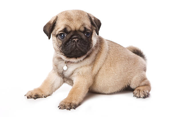 istock Pug puppy on white background 147293561