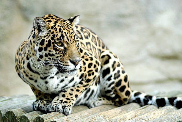 istock Portrait of jaguar 147293577