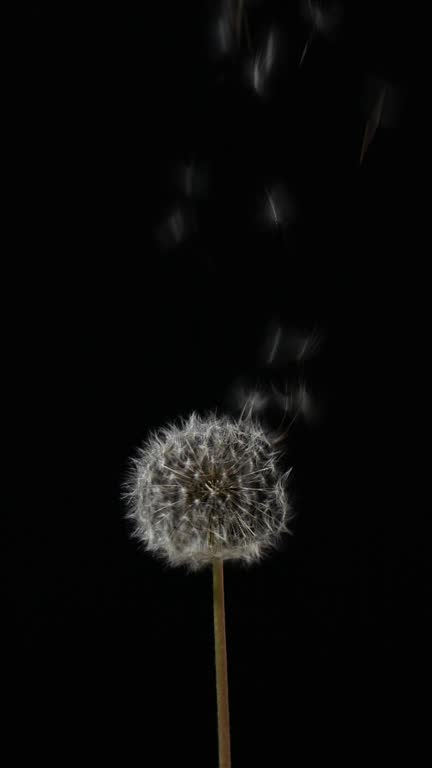 White dandelion flower, seeds flying on black background