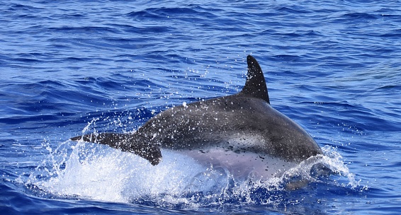 Un dauphin plongeant dans l’eau