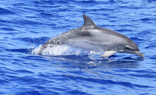 Un dauphin nageant au-dessus de l’eau, dans l’océan Atlantique
