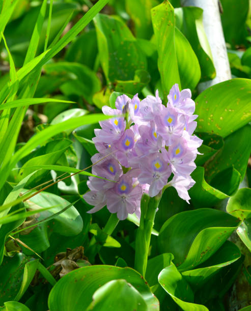 istock Hyacinth plants and flowers on the pond 1472937367