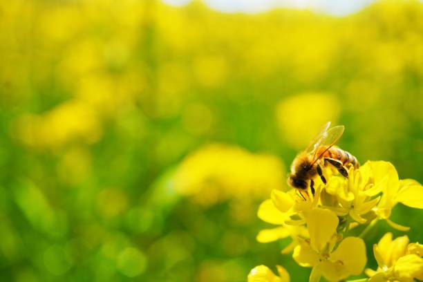 黄色い菜種畑で花粉を集める蜂の接写 - grass area 写真 ストックフォトと画像