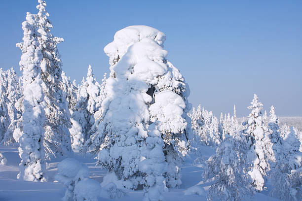 Winter View in Lapland stock photo