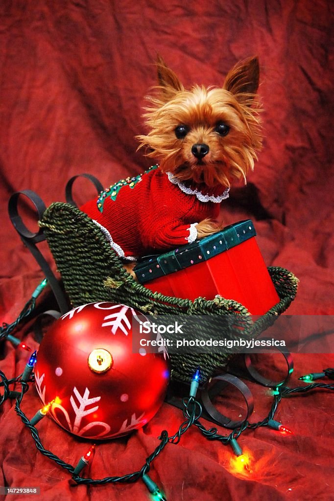 Christmas Yorkie Yorkie puppy in a mini sled with paw propped on present. Animal Stock Photo