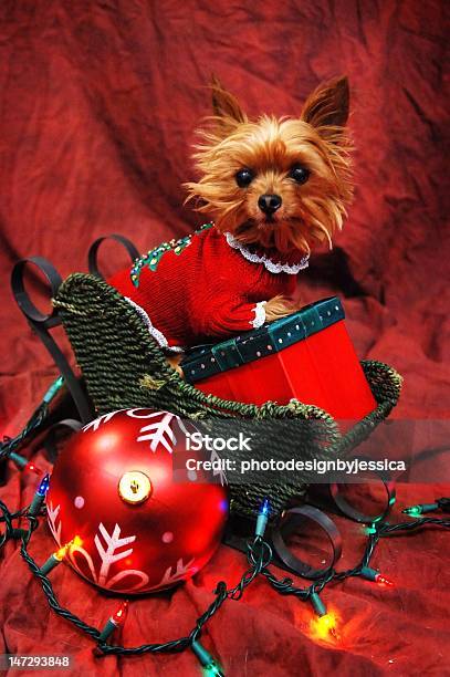 Christmas Yorkie Stock Photo - Download Image Now - Animal, Christmas, Christmas Decoration