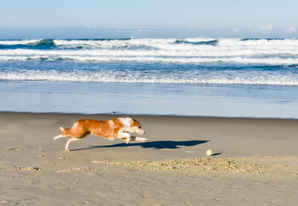 Funny image of Border Collie playing on the beach chasing a ball