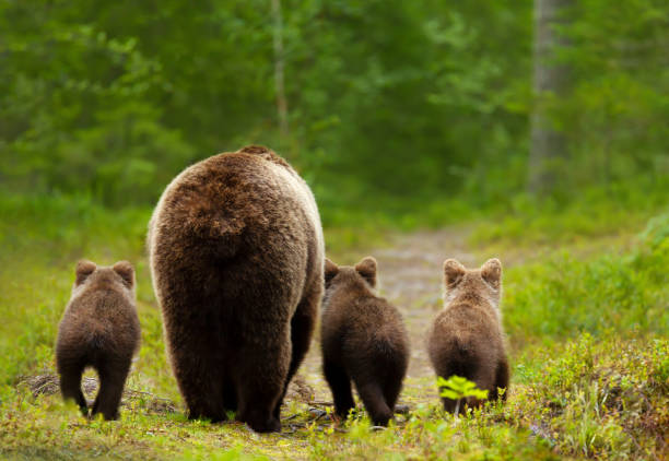 istock Mama bear with her cubs heading back to a forest 1472938802