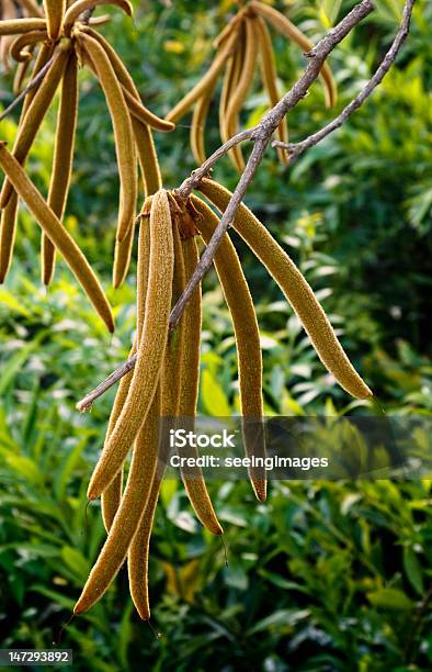 Catalpa Árvore De Fruta - Fotografias de stock e mais imagens de Ao Ar Livre - Ao Ar Livre, Castanho, Catalpa