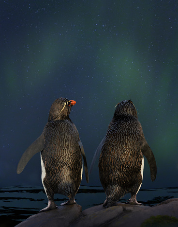 closeup of two isolated humboldt penguins in conversation with each other, natural water birds in a cute animal concept, symbol for gossip, rumor, indiscretion or environment protection