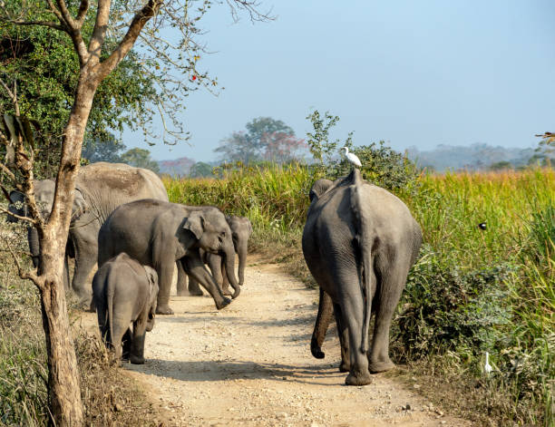 istock Wild Elephants are marching in the forest 1472939468