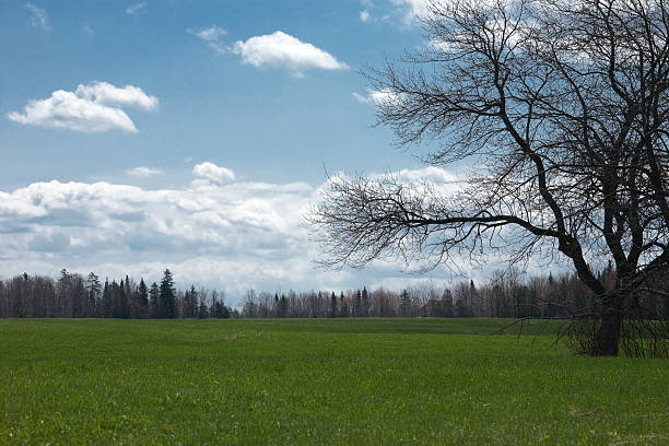 meadow em dia ensolarado - foto de acervo