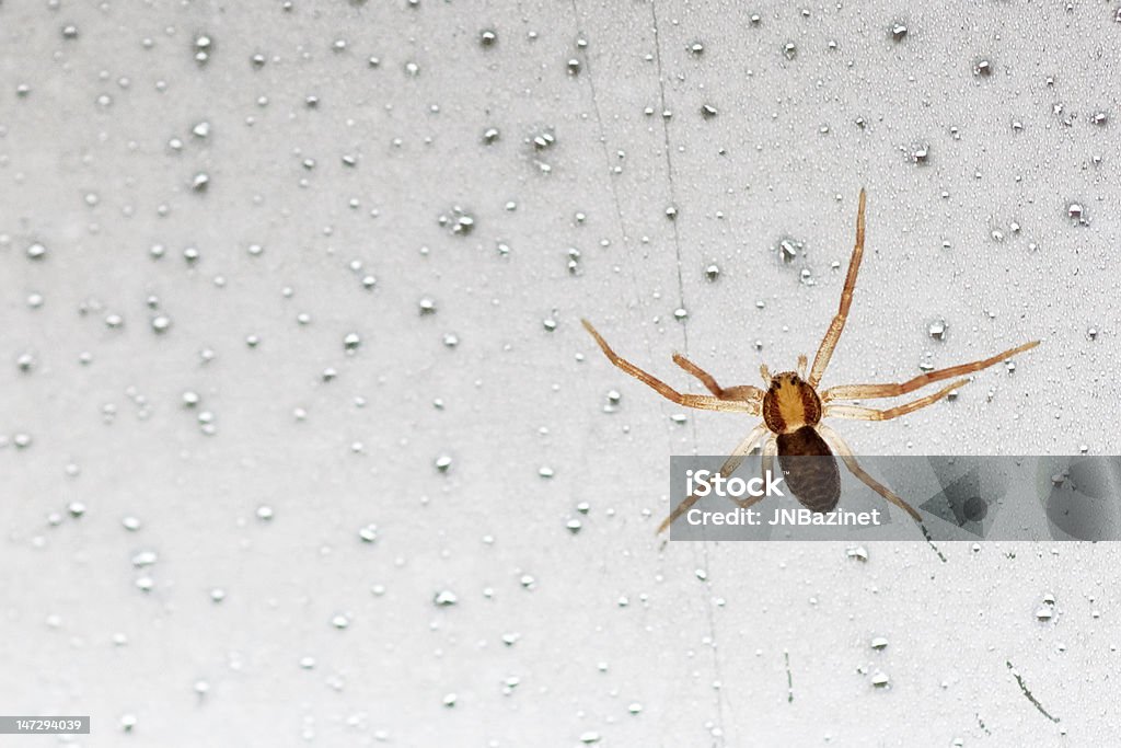 Backlit Spider A random ray of sunlight illuminates a small spider as it makes its way across the glass of a window pane. Animal Stock Photo