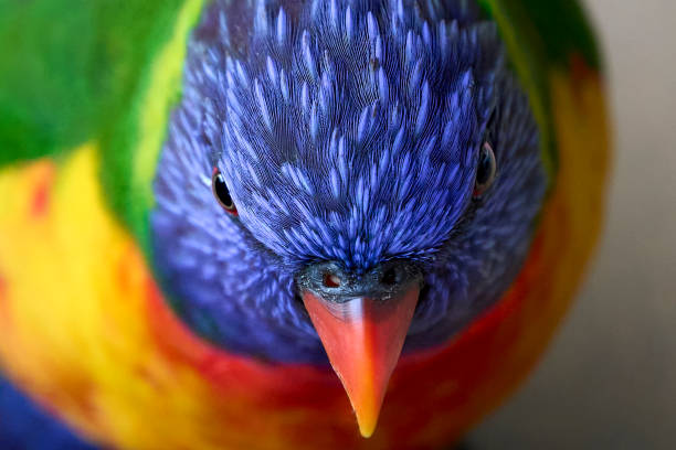 Staring Rainbow Lorikeet Australian native Rainbow Lorikeet staring into camera lens lorikeet stock pictures, royalty-free photos & images