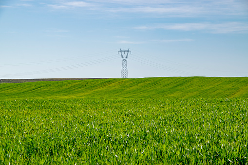 Panoramic view of electricity pylons against a bright cloudy sky in a field of wheat in Essex