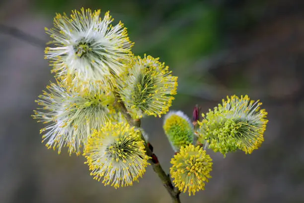 Photo of The first signs for departing winter and coming spring: opening willow-catkins.