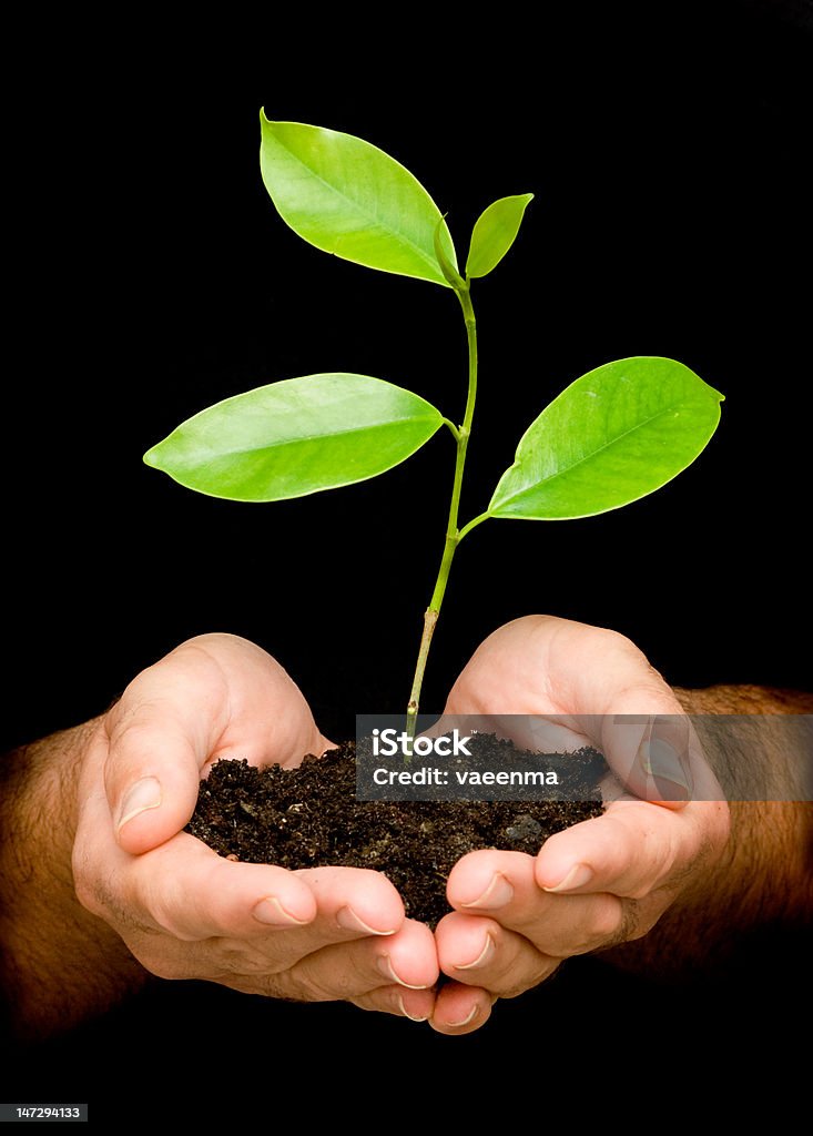 sapling in palms as a symbol of nature protection A ssapling in palms as a symbol of nature protection Adult Stock Photo