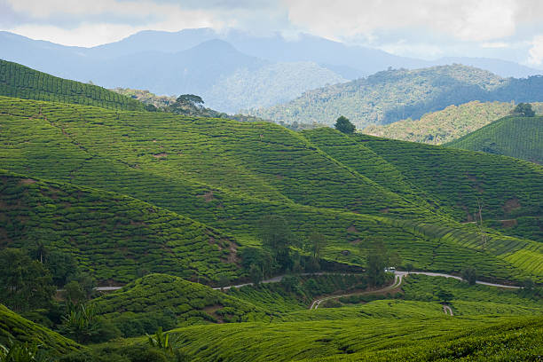 istock Tea Plantation in Cameron Highlands 147294188