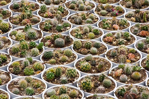 Cactus garden stock photo