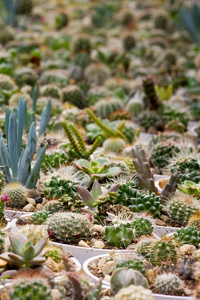 Cactus garden stock photo