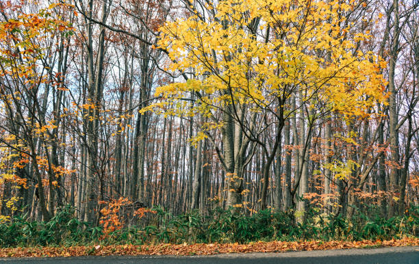 istock Autumn scenery of Aomori, Japan 1472943655