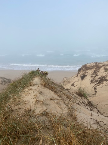 A misty morning in the sand dune looking out to sea