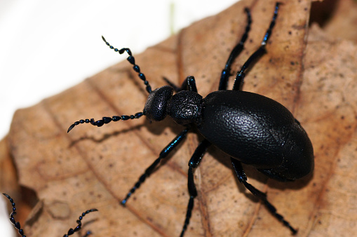Black oil beetle Meloe proscarabaeus Mayworm