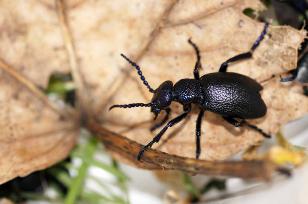 istock Black oil beetle Meloe proscarabaeus Mayworm 1472944783