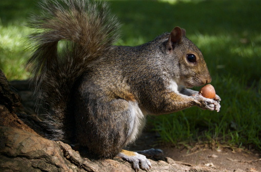 Squirrel in New York City Eating a nut