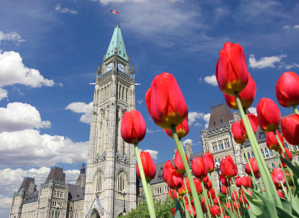 istock Tulips and Parliament of Canada 147294620
