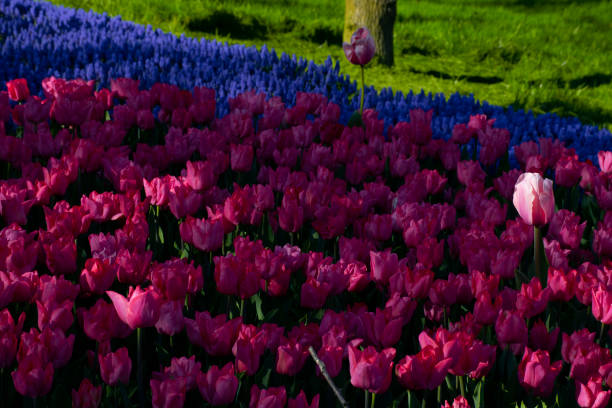 Tulip fields near Magdeburg in Saxony-Anhalt, Germany