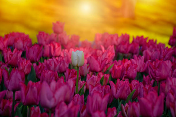 An elegant thin white tulip among pink tulips, tulip festival. White tulip at sunset and in focus.