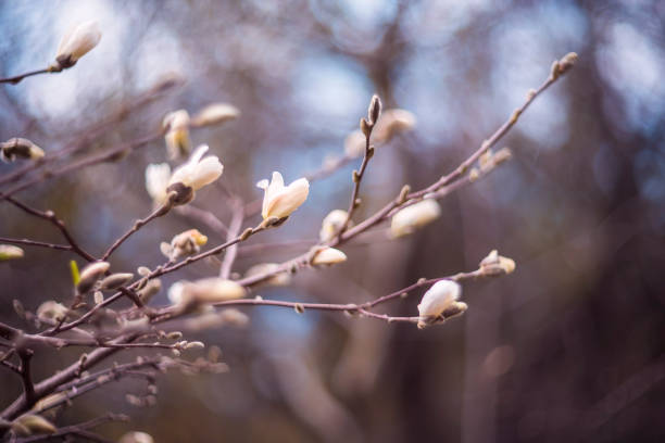 istock Magnolia flowers on a branch on a blurred background in spring. natural background 1472947181