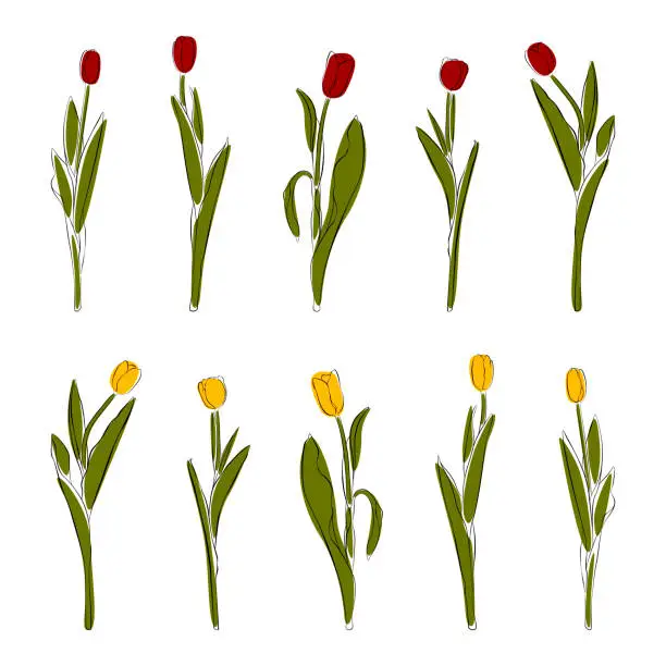 Vector illustration of Set of hand drawn tulips with line and colored spots on an isolated background. Cut out elements of spring flowers for the design. Set of flower sketches in EPS format. Set flowers.