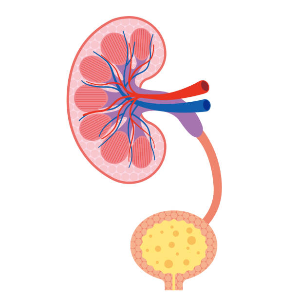 przekrój nerki - kidney cancer stock illustrations