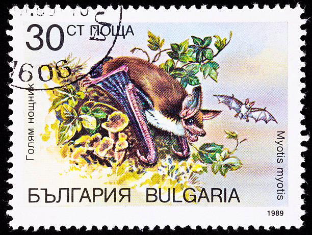 istock Canceled Bulgarian Postage Stamp Greater Mouse-eared Bat Myotis Myotis- 147294771