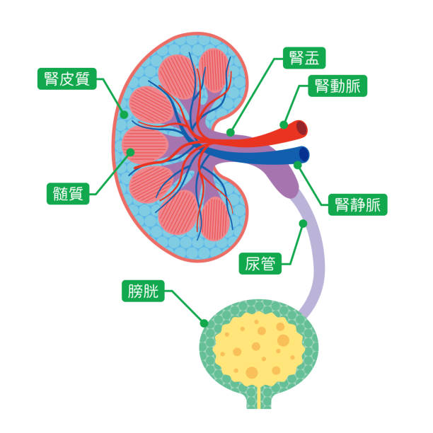 illustrazioni stock, clip art, cartoni animati e icone di tendenza di come funziona il rene - renal vein