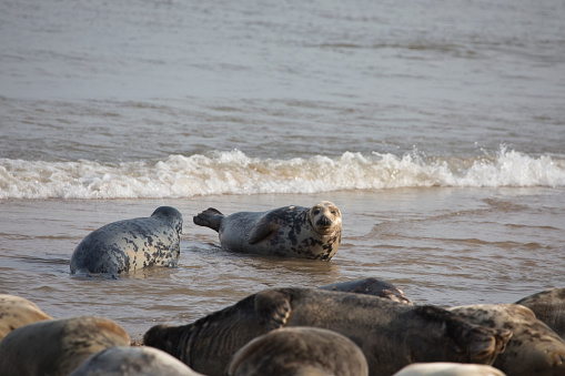 Grey Seal Halichoerus grypus colony on a beach at Horsey Gap, Norfolk, England, United Kingdom