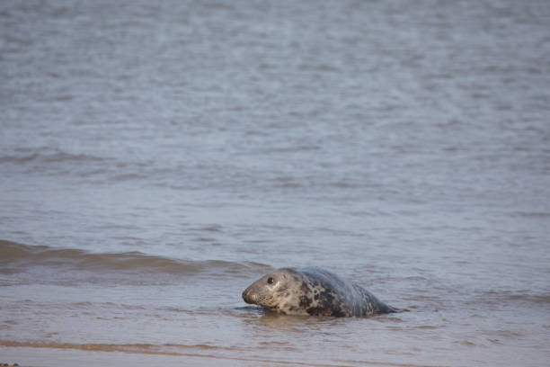 Grey Seal Halichoerus grypus on a beach at Horsey Gap, Norfolk, England, United Kingdom
