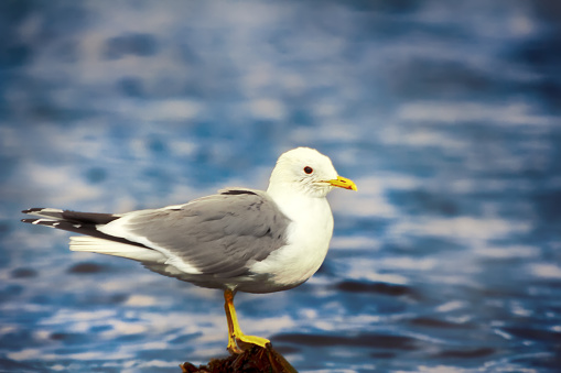 Seagulls on the beach