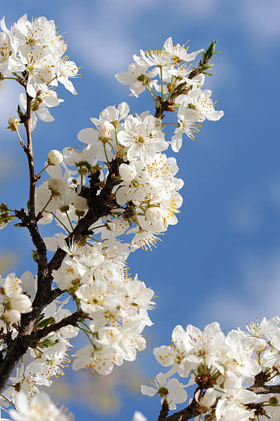 apricot tree flowers blossom on blue sky background stock photo