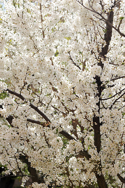 blossomed tree stock photo