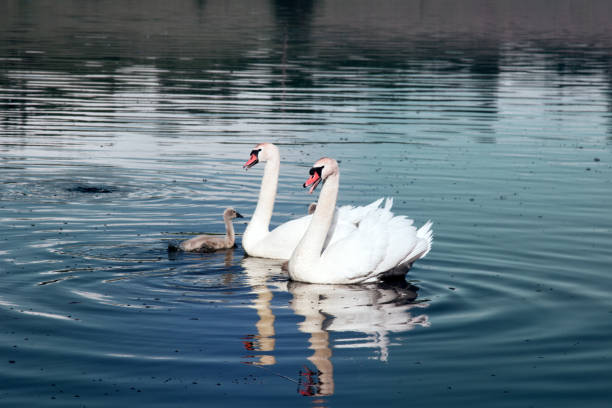 Pair of mute swans (Cygnus olor) with downy Chicks (ugly ducklings) on lake