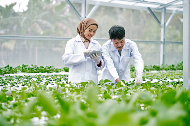 istock Asian scientists are studying the genetic structure of vegetables in a hydroponic farm. 1472949732