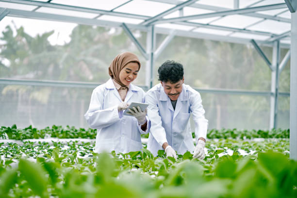 istock Asian scientists are studying the genetic structure of vegetables in a hydroponic farm. 1472949733