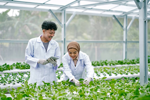 istock Asian scientists are studying the genetic structure of vegetables in a hydroponic farm. 1472949734